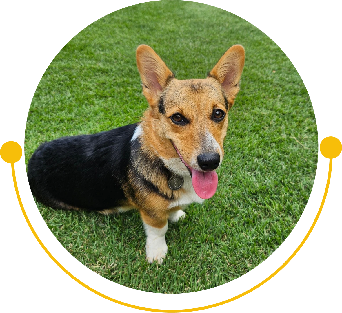 Adorable corgi enjoying outdoors