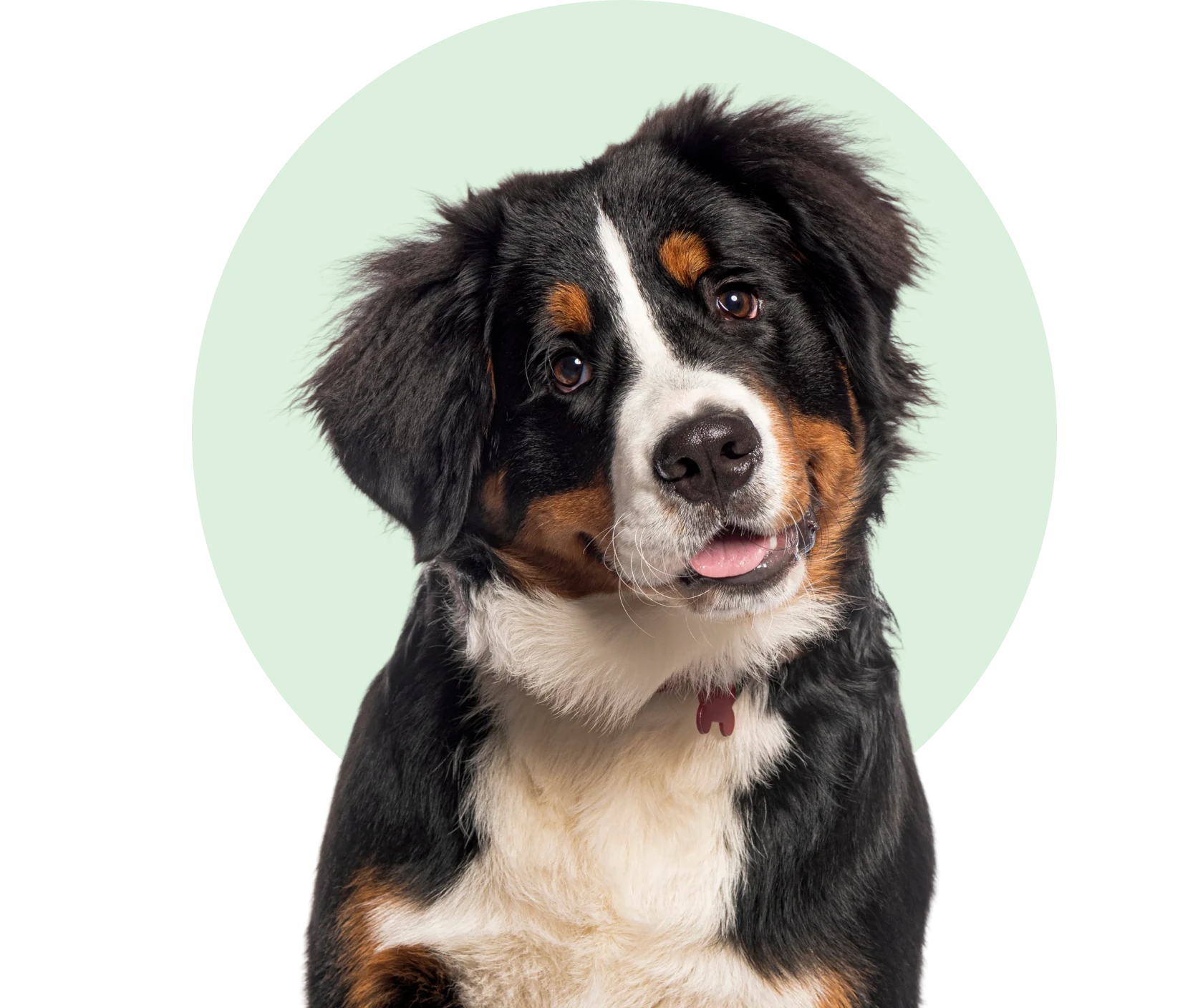 Cute dog with a tilted head