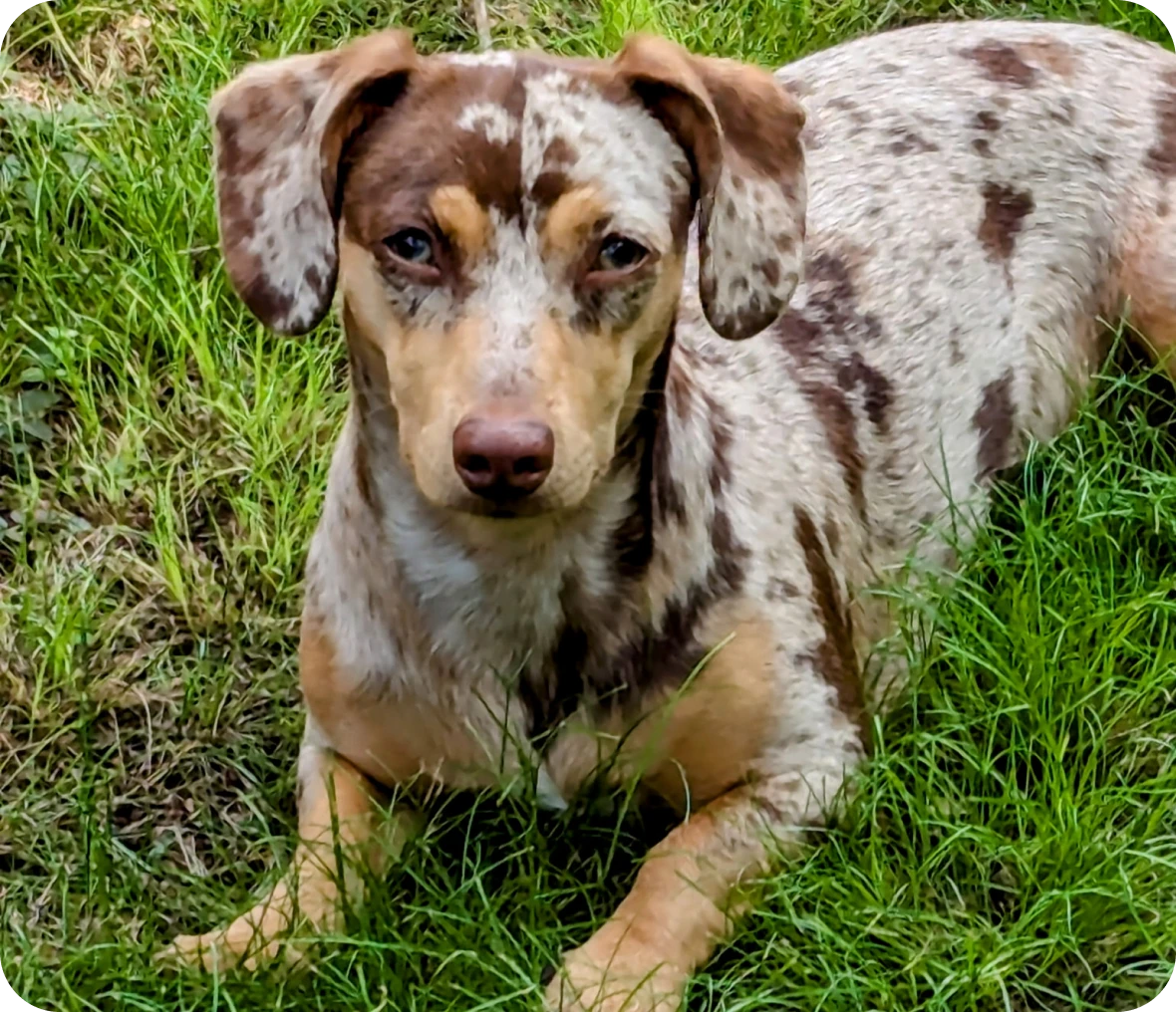 Spotted dog lying on grass