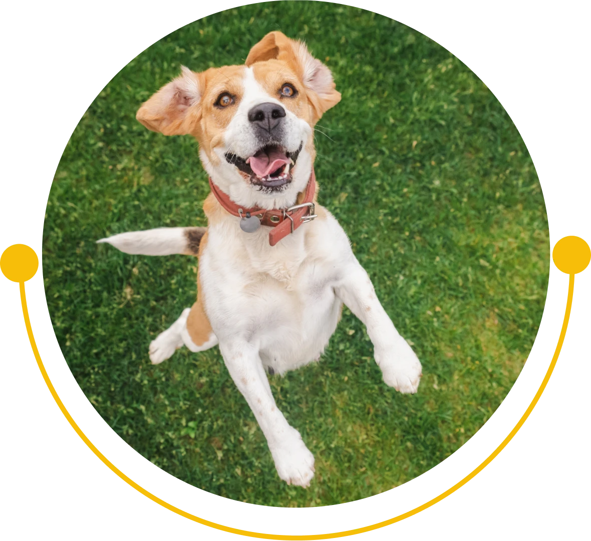 Happy dog jumping on grass