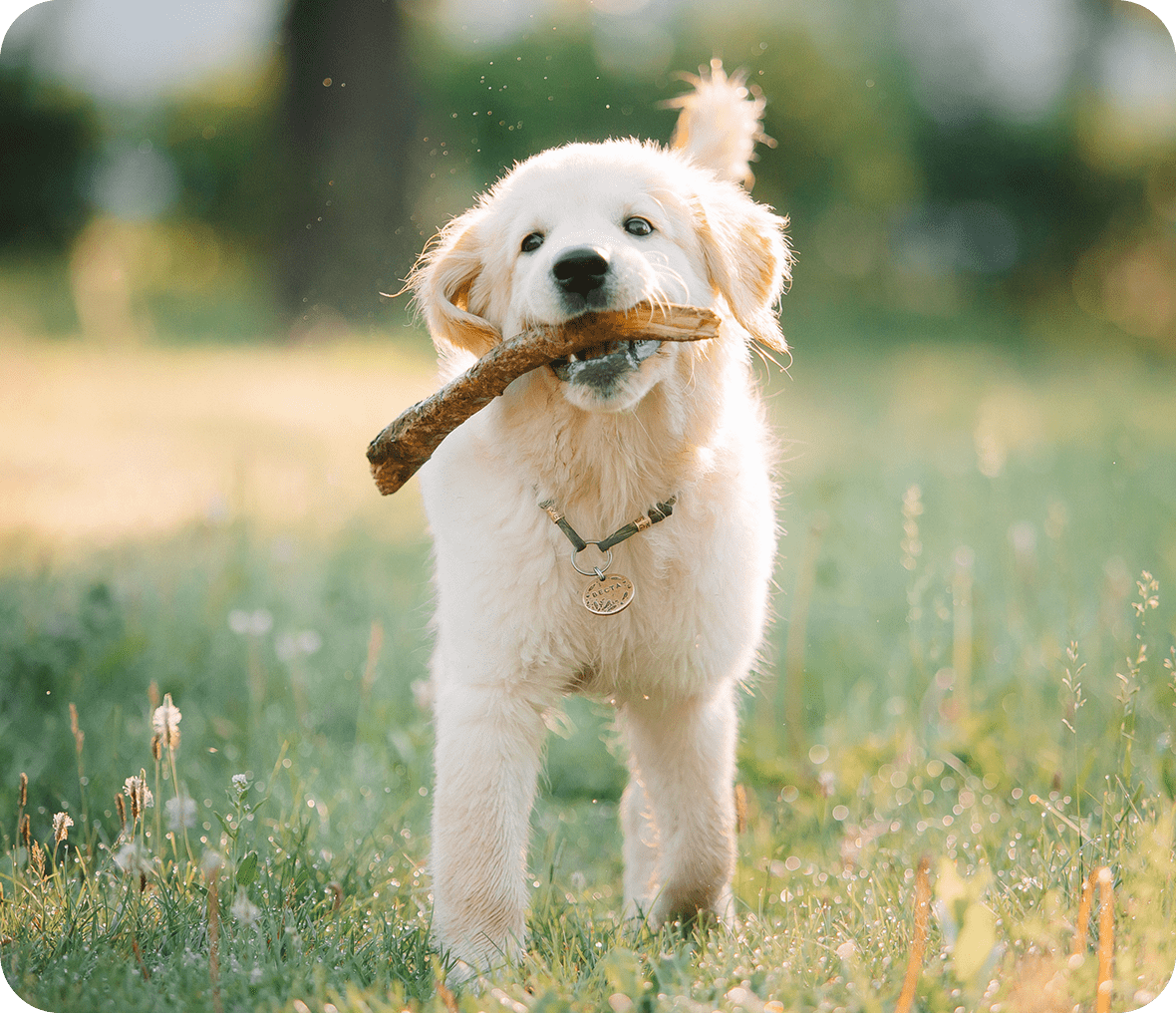 Playful puppy in grassy field