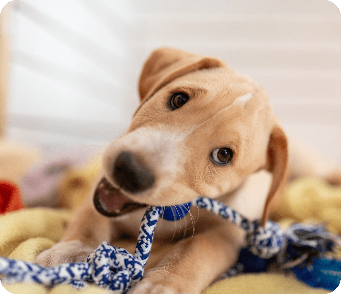 Cute dog playing with rope toy