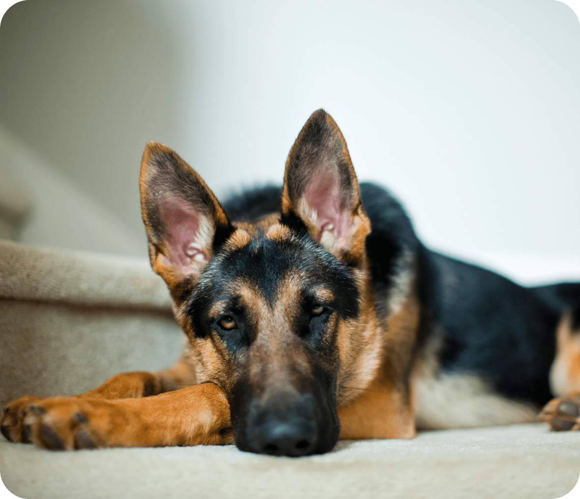 Dog lying down on carpeted steps