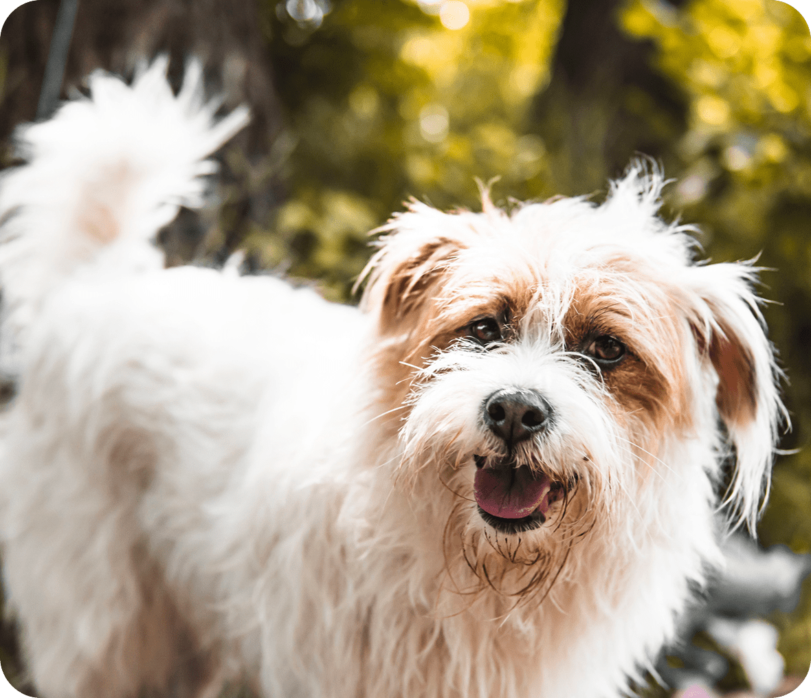 Fluffy dog smiling outdoors