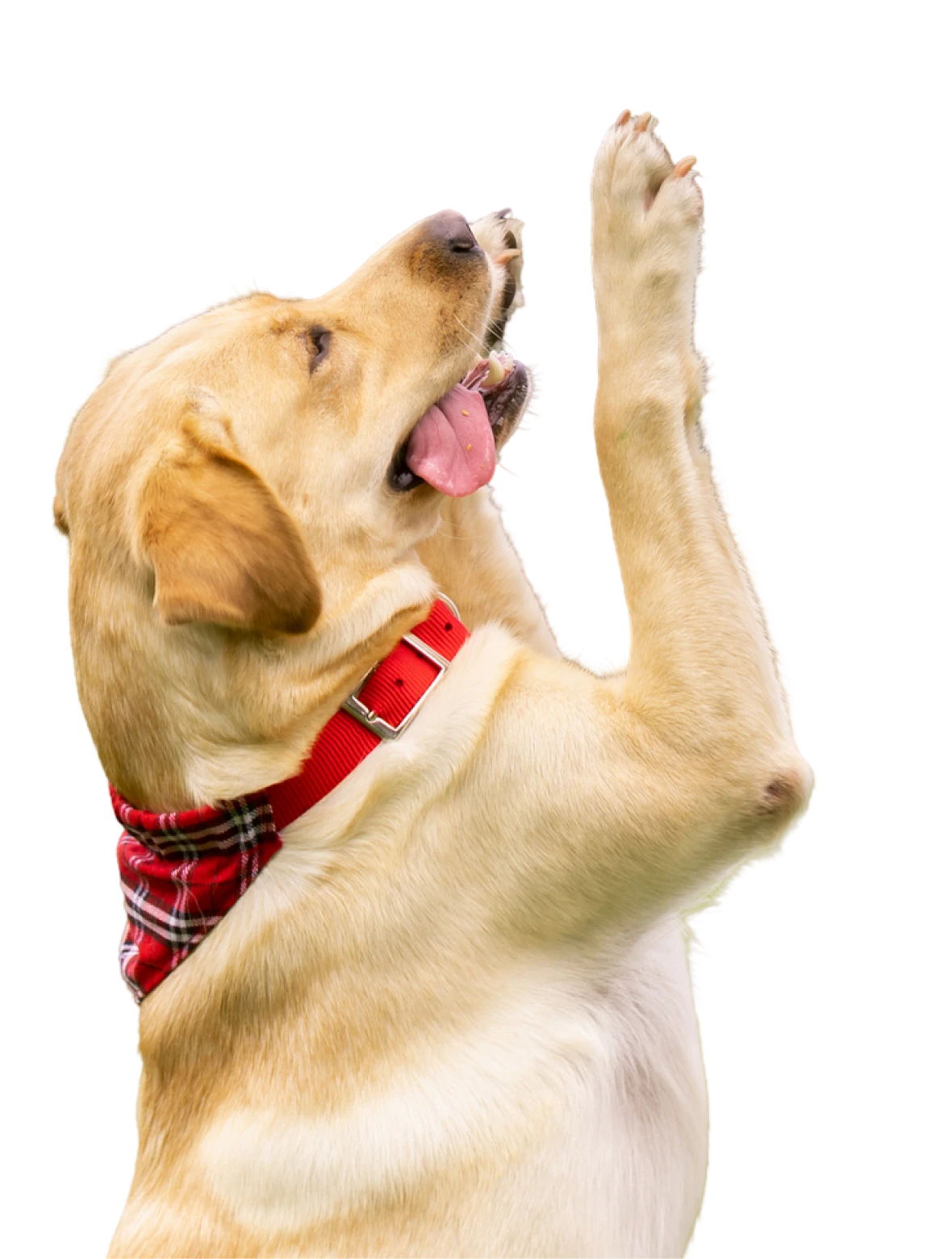 Happy dog on hind legs