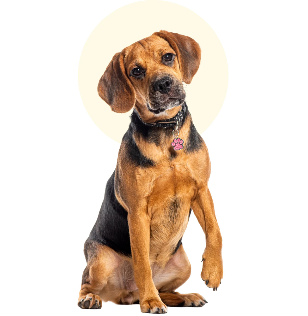 Cute beagle wearing paw tag