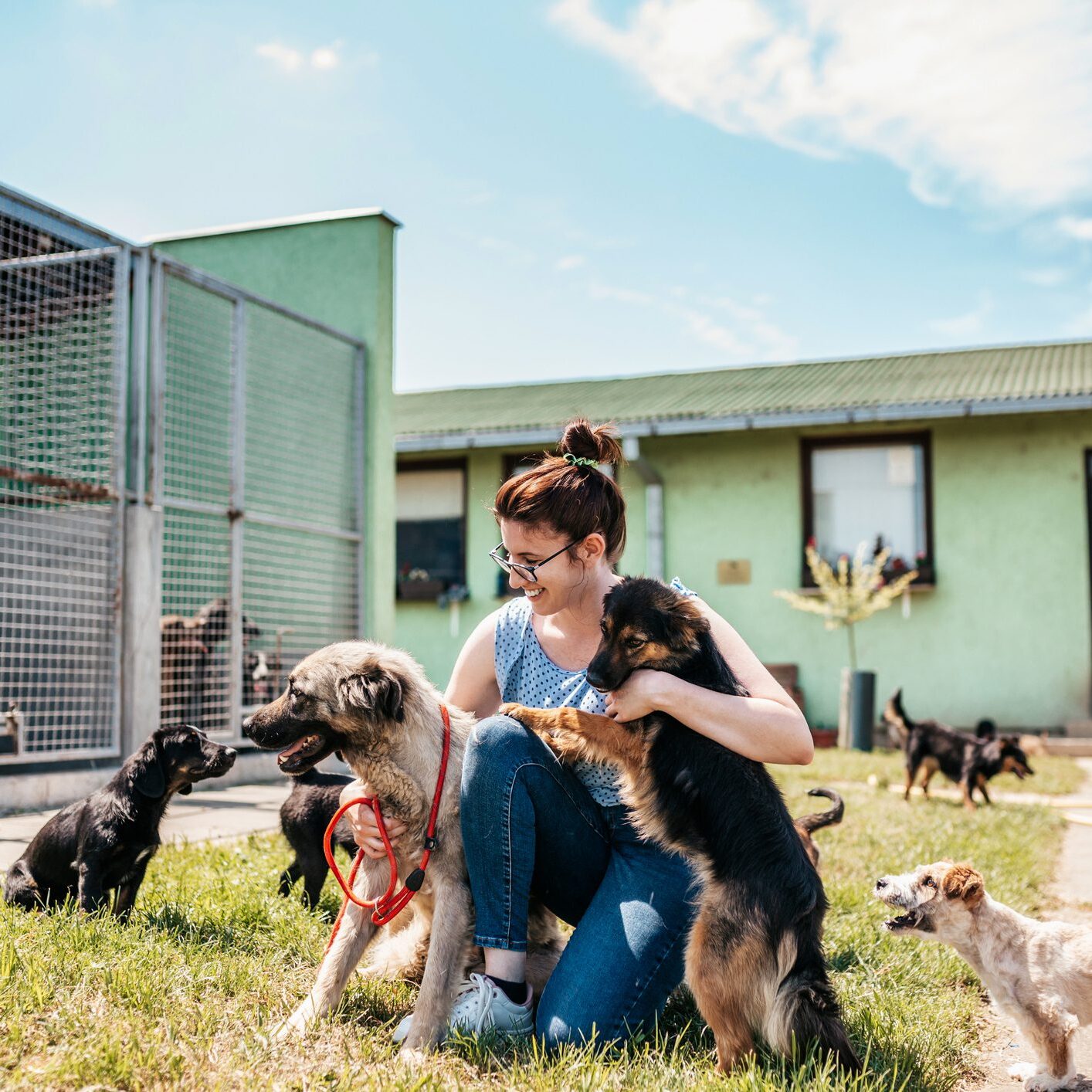 Young adult woman working and playing with adorable dogs in animal shelter