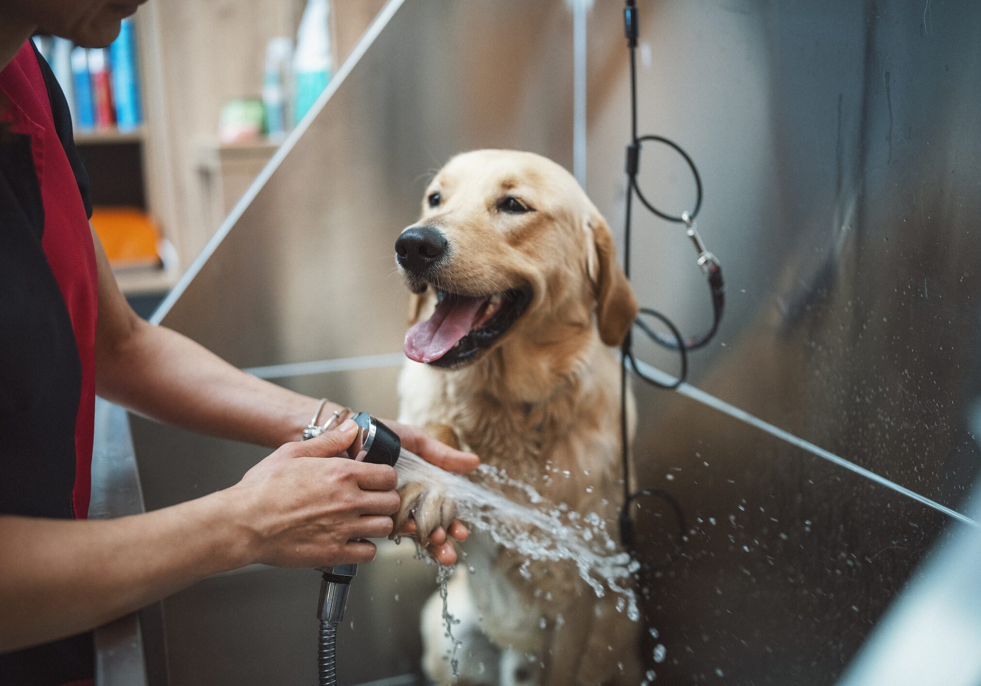 Groomer working with a golden retriver dog in pet grooming salon.