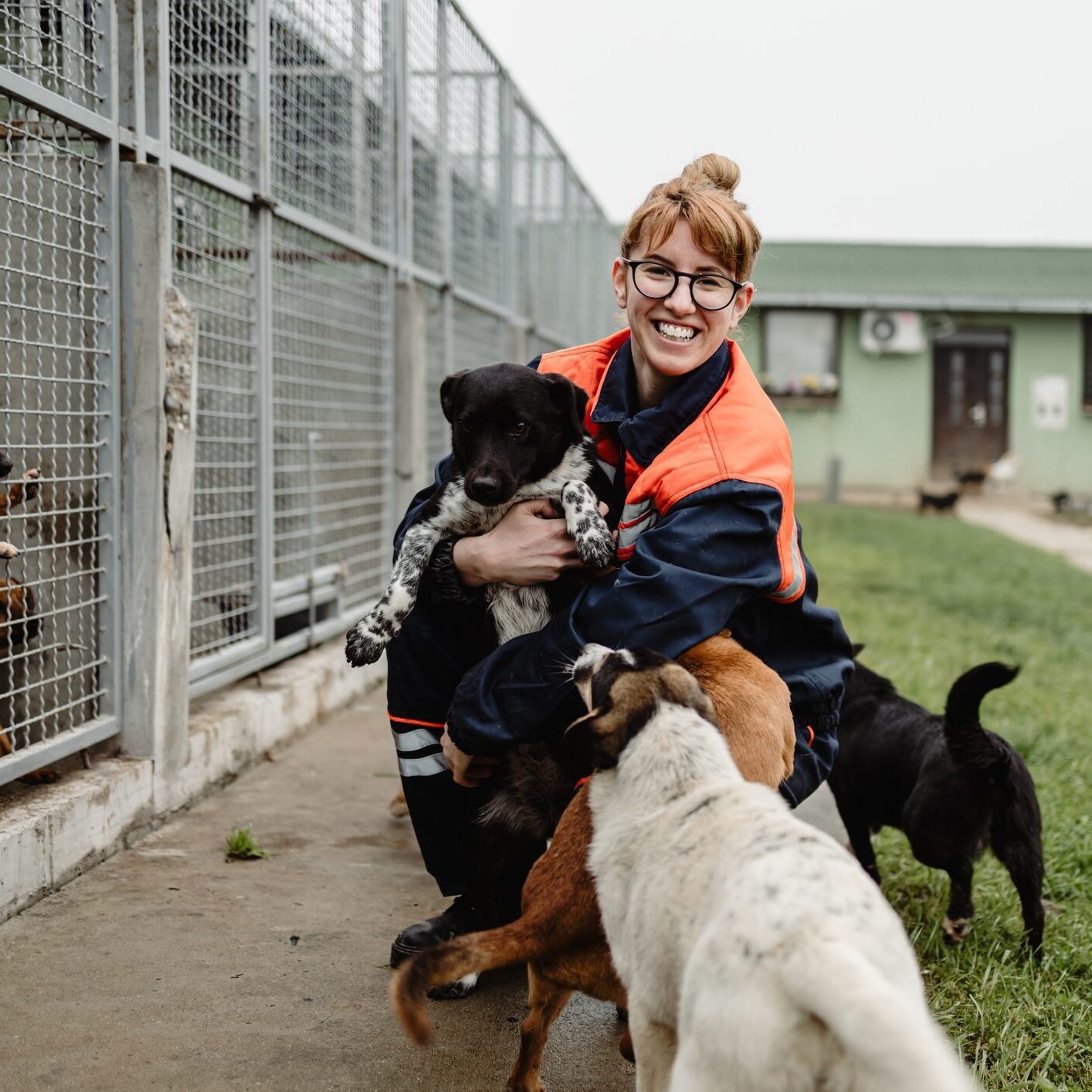 Young adult woman working and playing with dogs in animal shelter